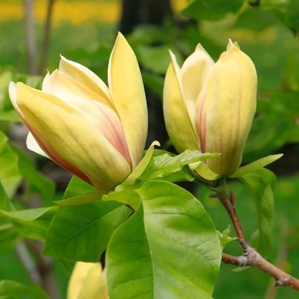 Sunsation Magnolia Tree – #15 Container 5-6 Feet Single Stem