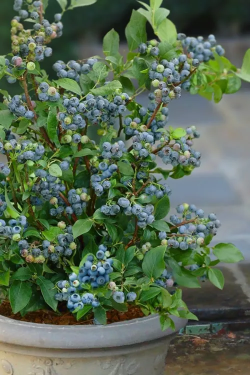 Sunshine Blue Dwarf Blueberry- 1 Gallon Pot