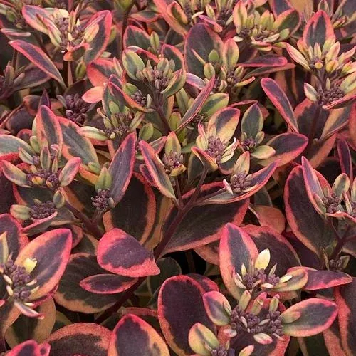 Sunsparkler Dazzling Dynamite Sedum (Stonecrop)