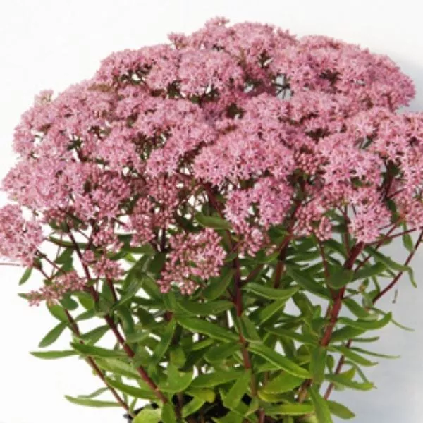 SunSparkler Jade Tuffet Sedum