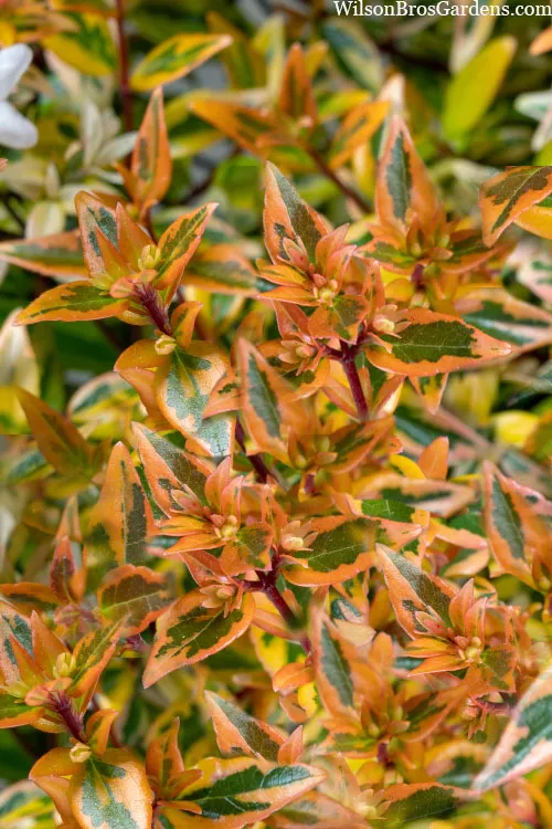 Suntastic Peach Dwarf Abelia - 3 Gallon Pot
