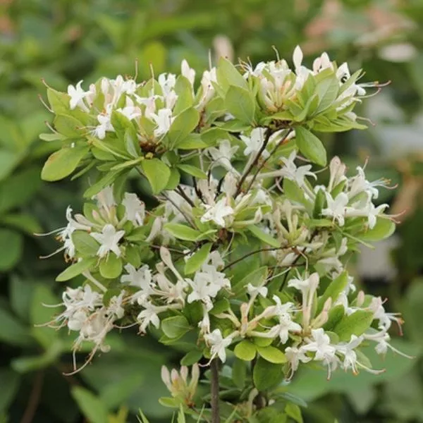 Swamp Azalea