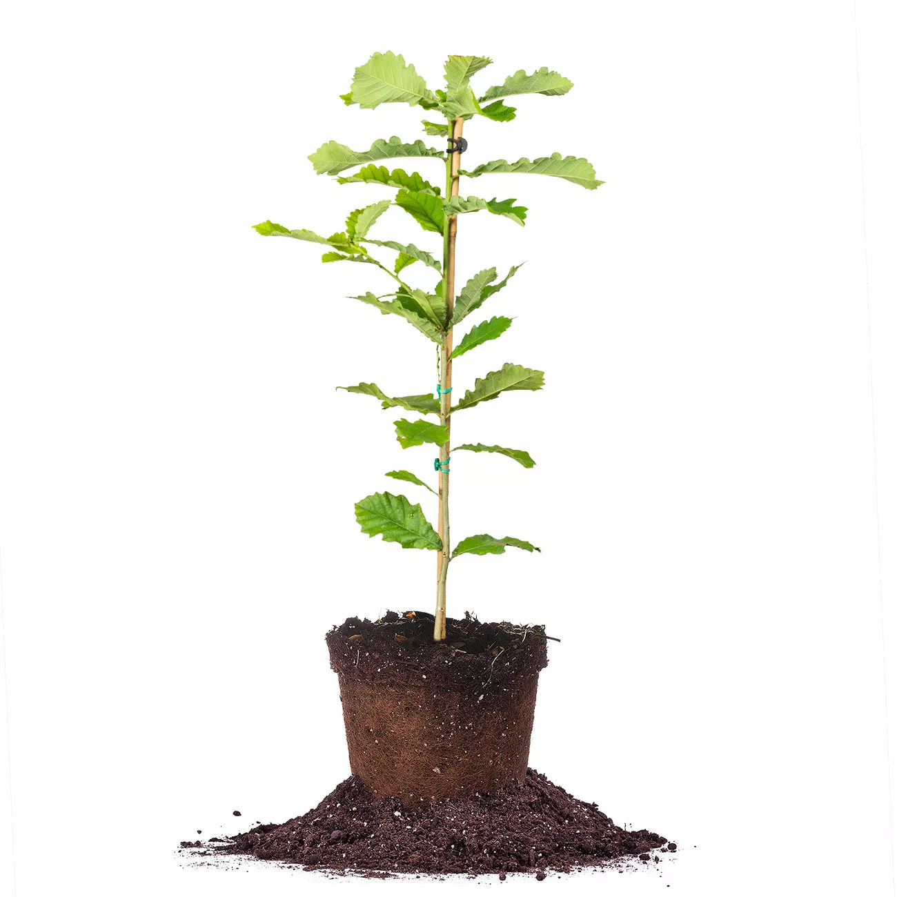 Swamp Chestnut Oak Tree – 1 Gallon