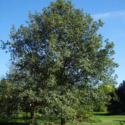 Swamp White Oak