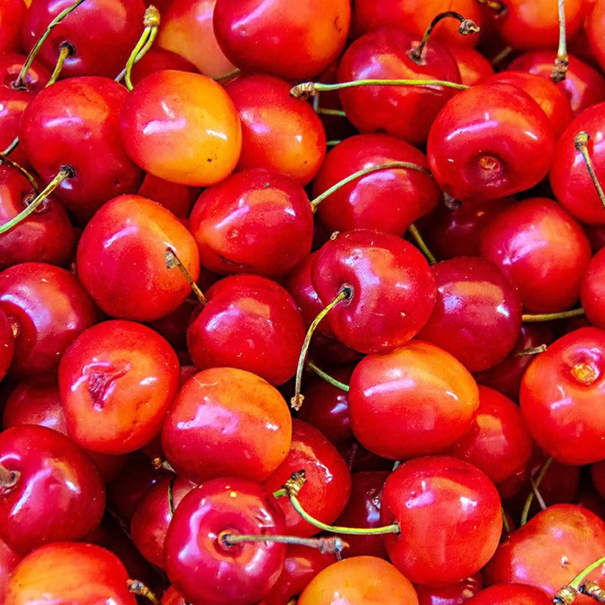 Sweet Cherry 3-in-1 Dwarf Tree