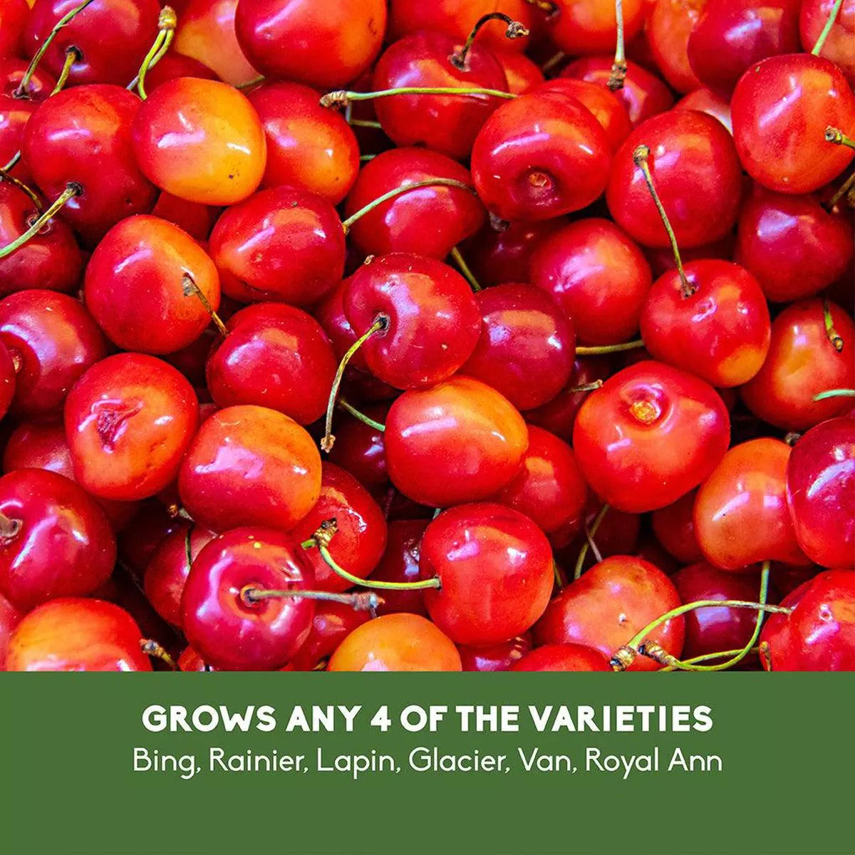 Sweet Cherry 4-in-1 Dwarf Tree