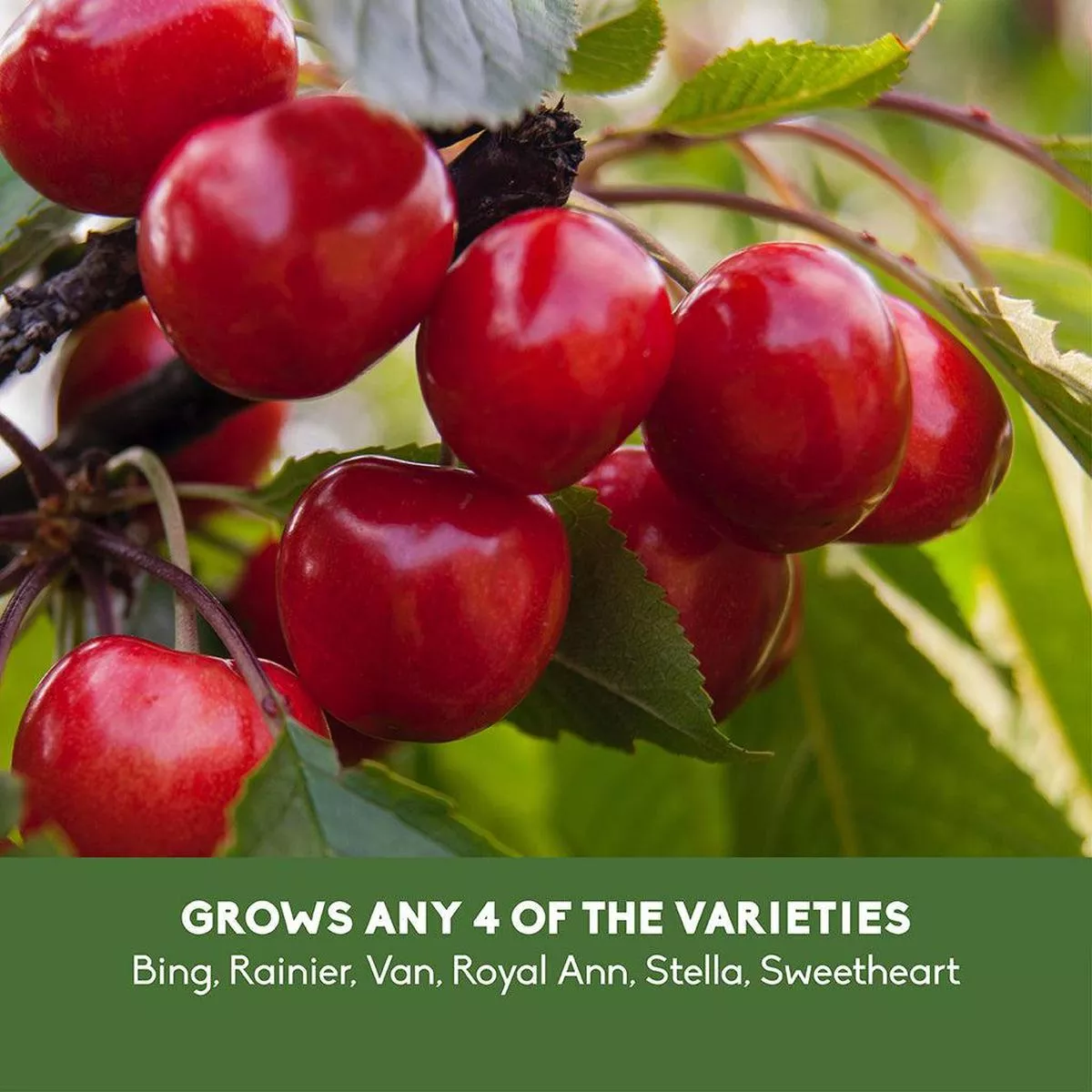 Sweet Cherry 4-in-1 Tree