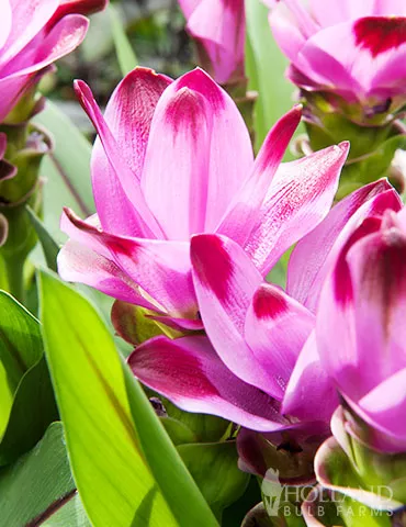 Sweet Rosy Curcuma