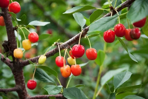 Sweet Southern Cherry Tree