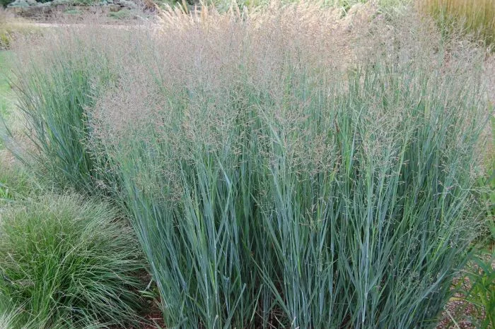 Switchgrass - Heavy Metal