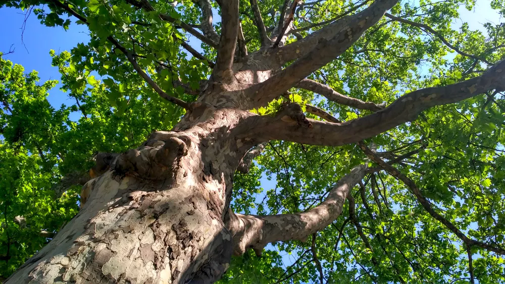 Sycamore Shade Tree