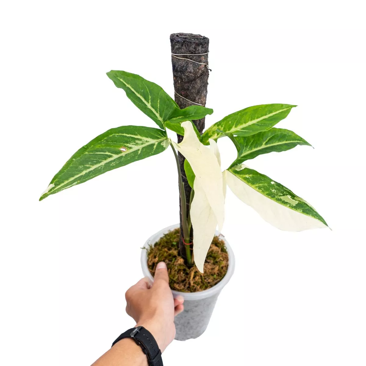 Syngonium augustatum variegated