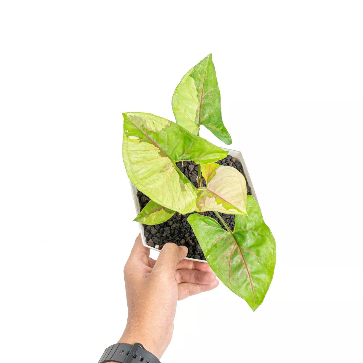 Syngonium morubay