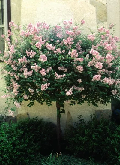 Syringa m. Dwarf Korean Lilac Tree
