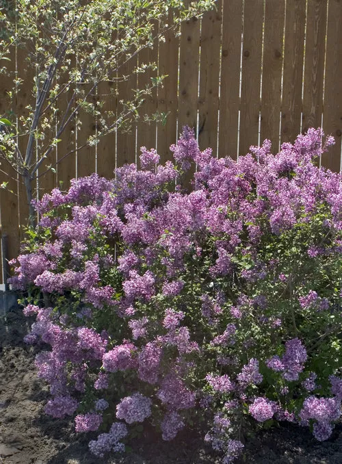 Syringa penda ‘Bloomerang’