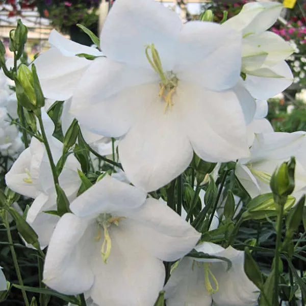Takion White Peachleaf Bellflower – #1 Container