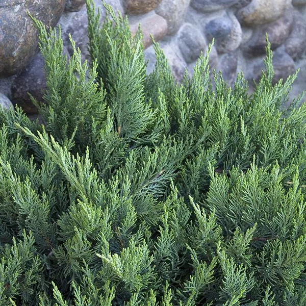 Tam Juniper – 5 Gallon