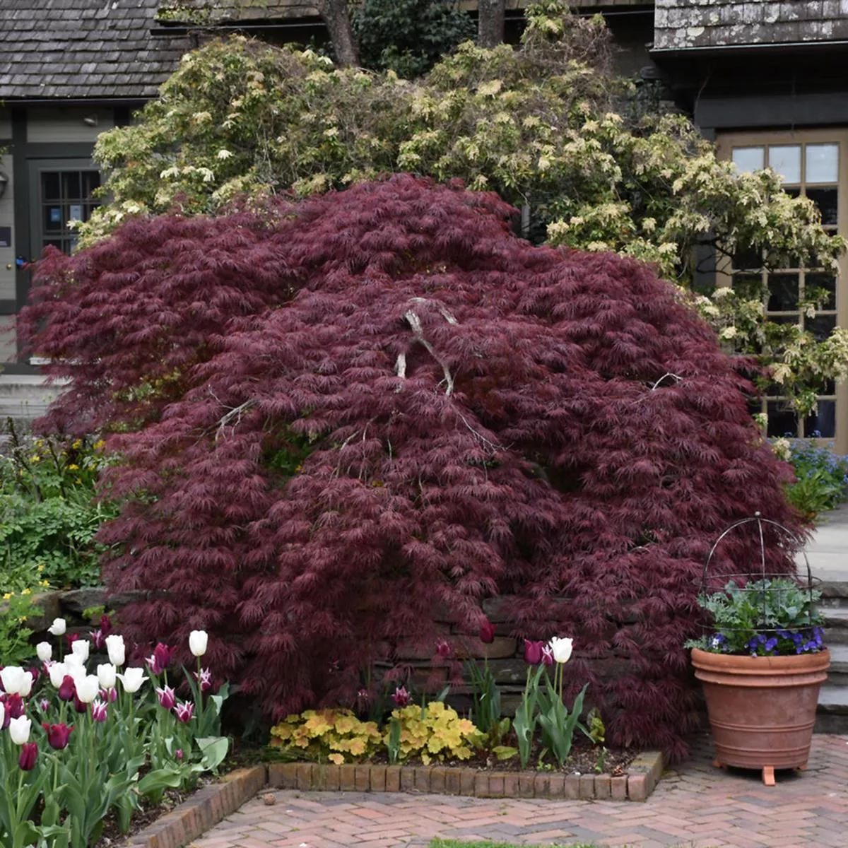 Tamukeyama Cutleaf Japanese Maple