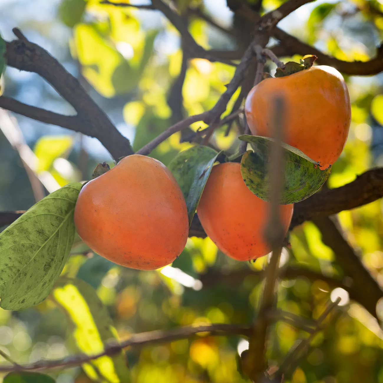 Tanenashi Persimmon Tree – 1-2 ft