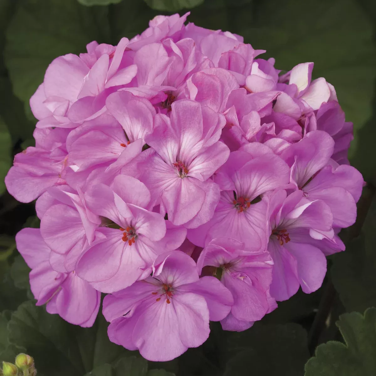 Tango Lavender Zonal Geranium
