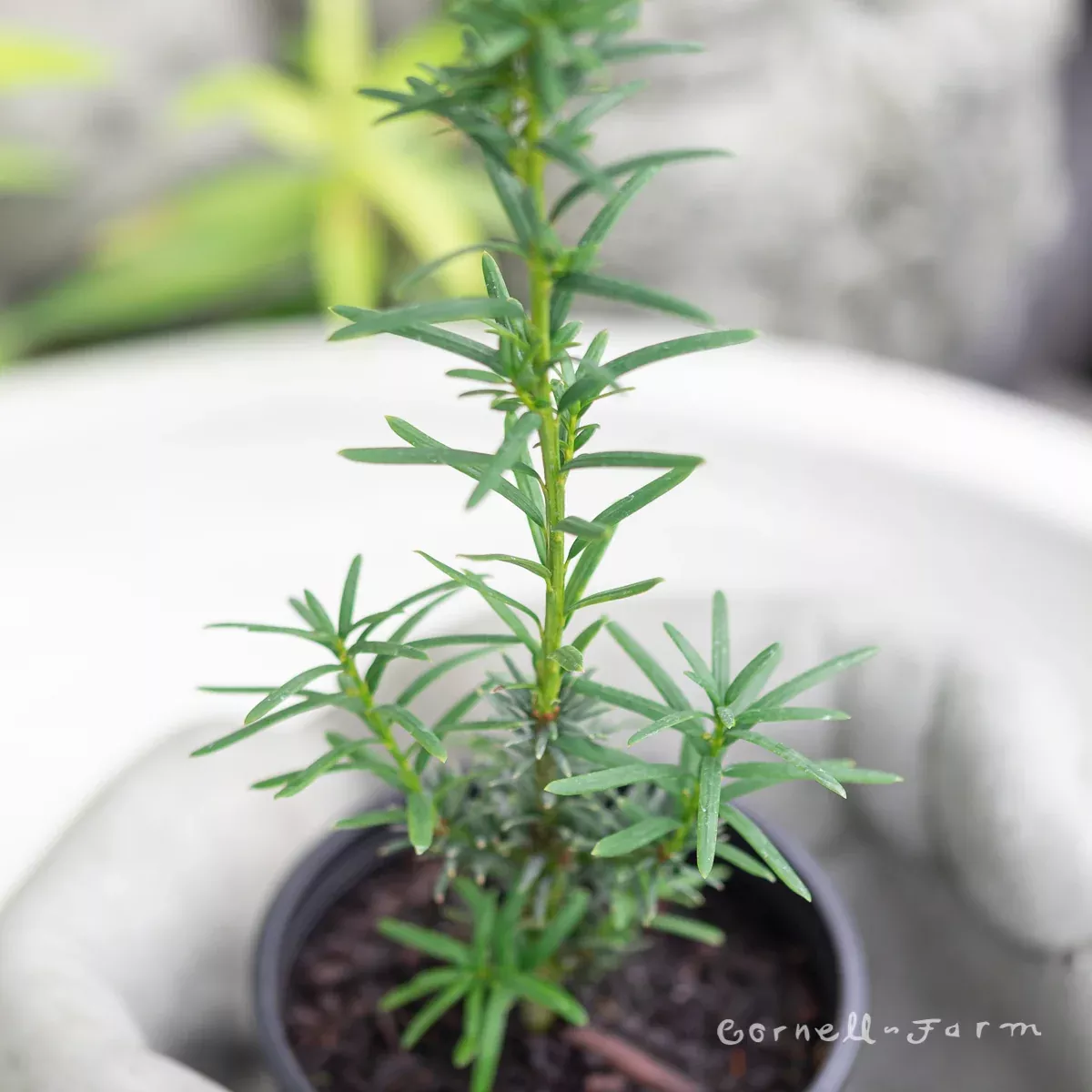 Taxus x. Maureen 4in