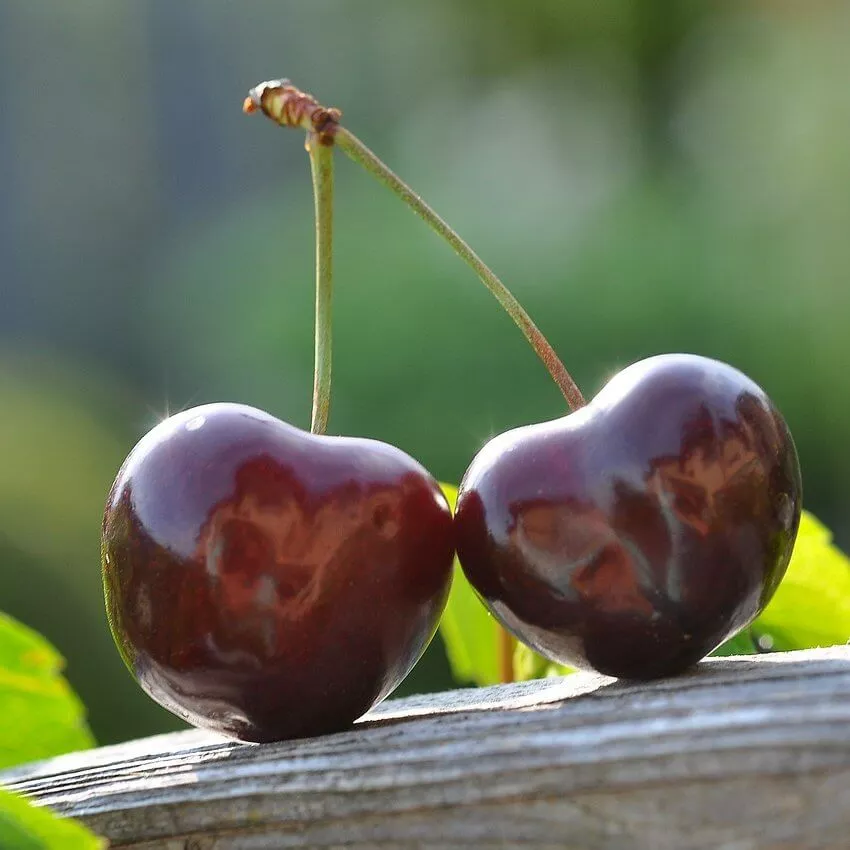 Tehranivee, Cherry (Dwarf)