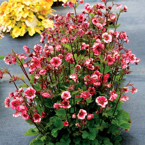 TEMPO™ Rose Geum – #1 Container