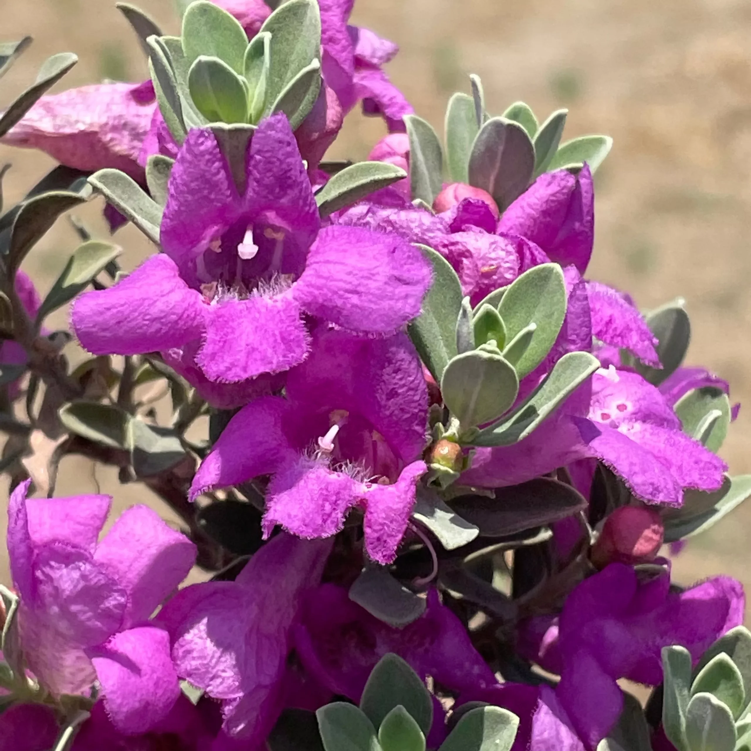 Texas Ranger – 5 Gallon