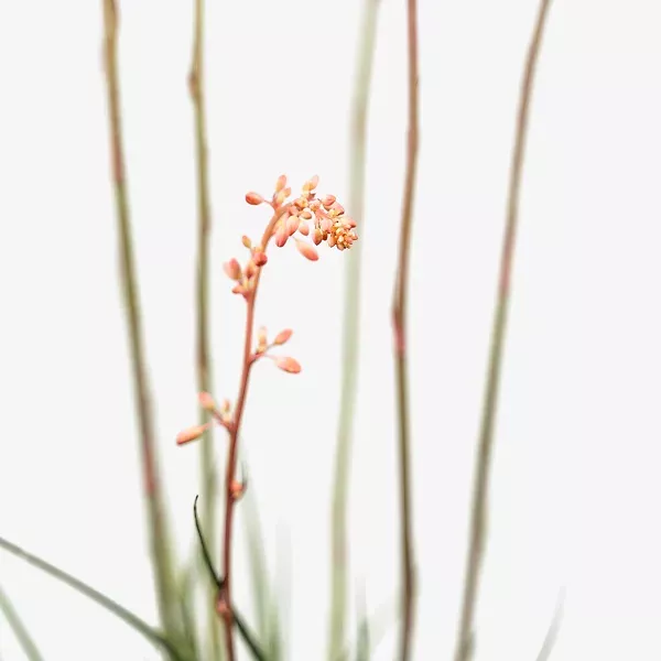 Texas Red Yucca