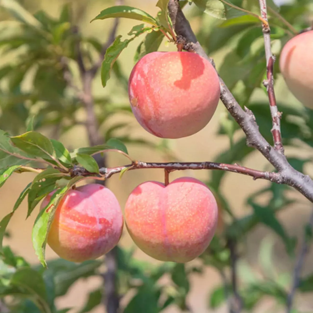 TexStar Peach Tree – 4-5 ft