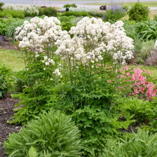 Thalictrum 'Cotton Ball' PPAF - One Quart Pot