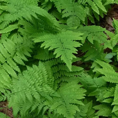 Thelypteris palustris