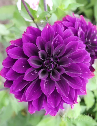 Thomas Edison Dinnerplate Dahlia