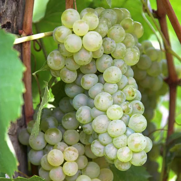 Thompson Seedless Grape – 5 Gallon