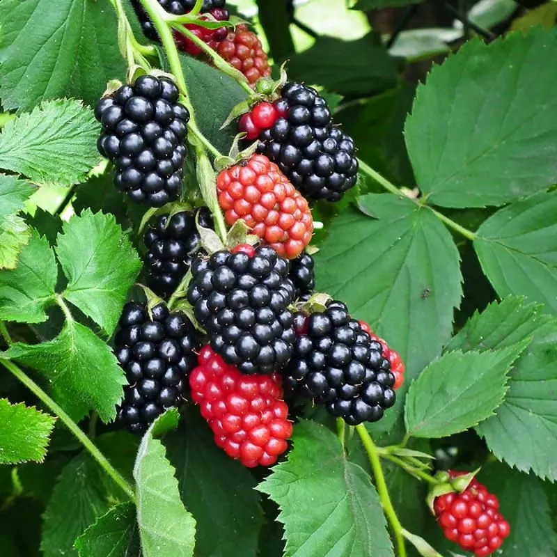 Thornless Blackberry Plant Collection