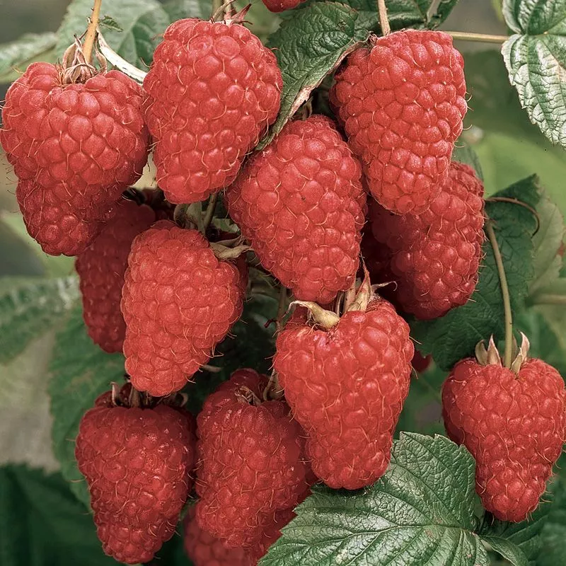 Thornless Loganberry Plant