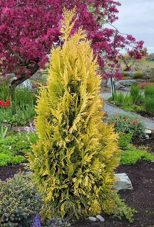 Thuja Arborvitae"Forever Goldy" 36 Inch#7 Container