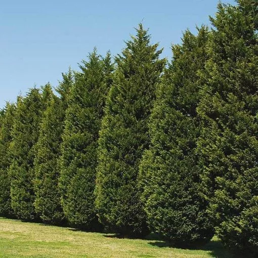 Thuja 'Green Giant' - One Quart Pot