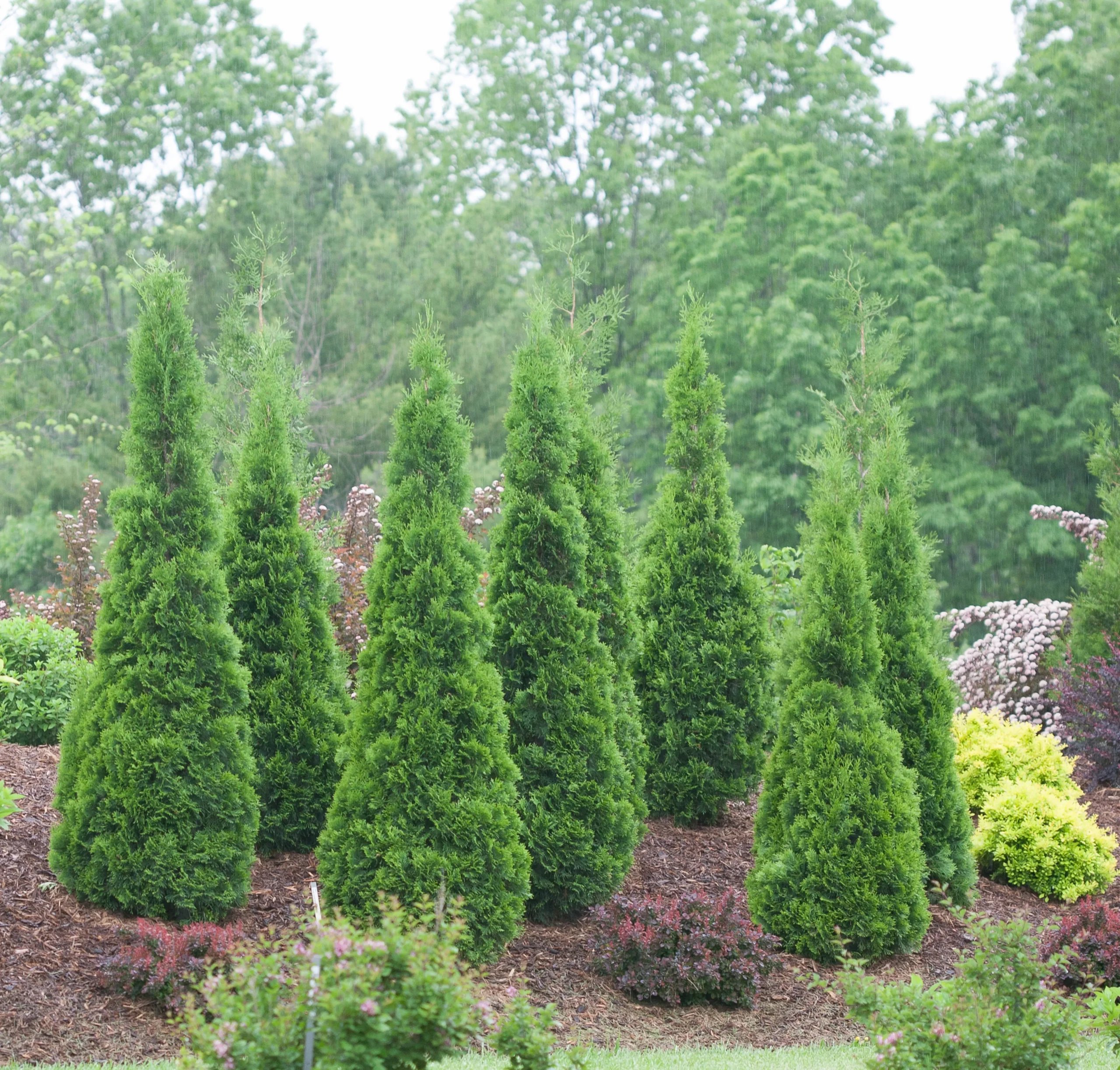 Thuja occ. North Pole (Arborvitae)