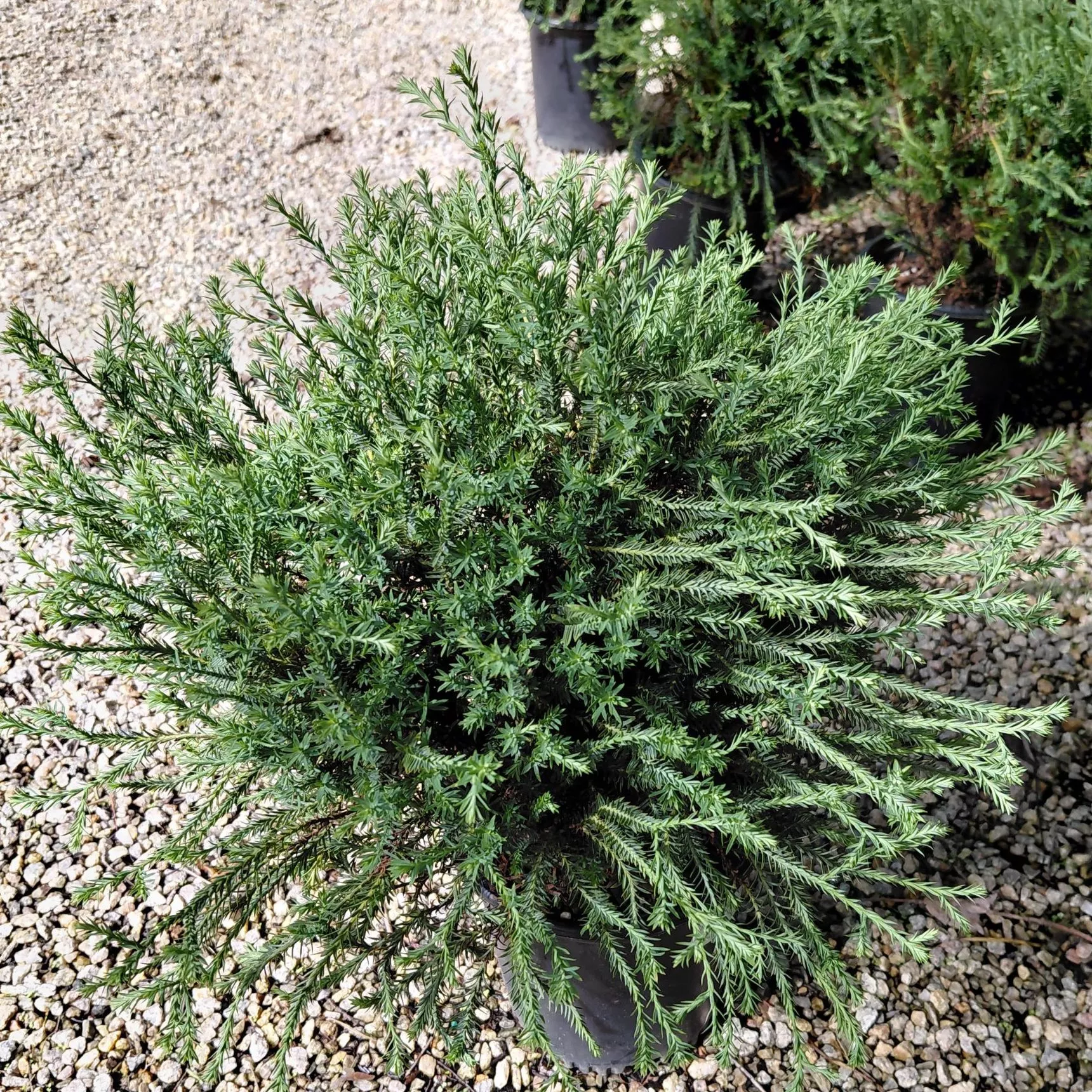 Thuja occidentalis ‘Bobozam’ (Mr. Bowling Ball)