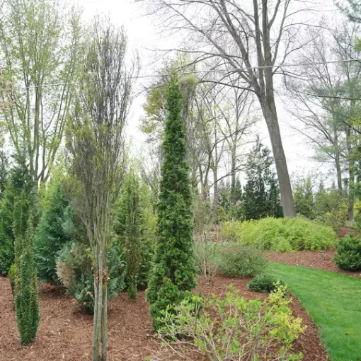 Thuja Sting - One Quart Pot