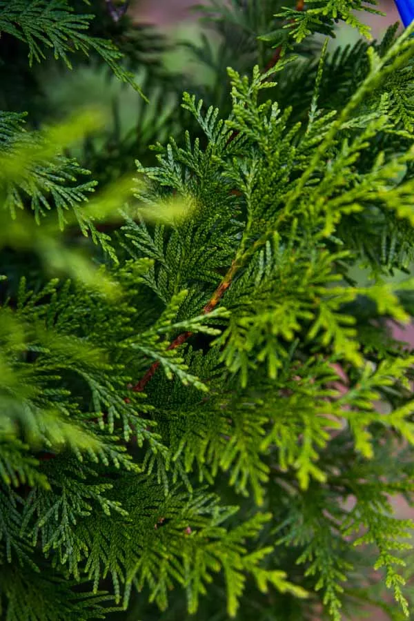 Thuja x ‘Steeplechase’