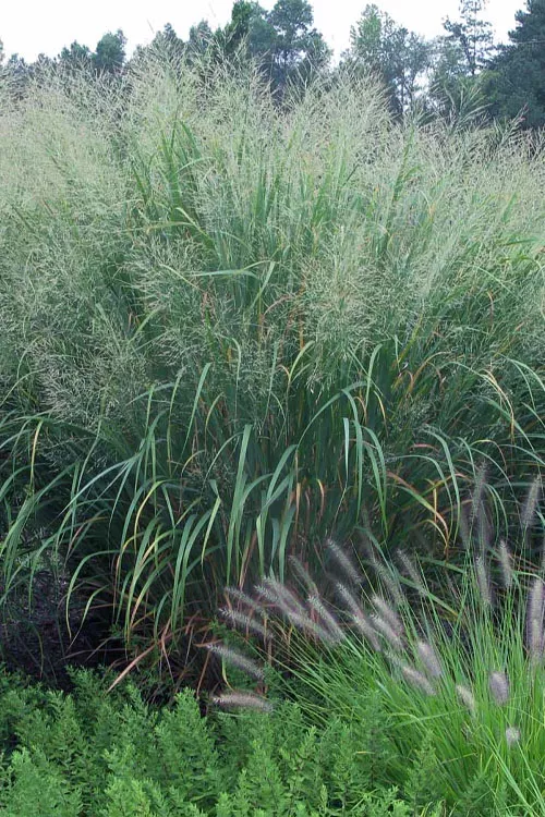 Thundercloud Switch Grass (Panicum virgatum) - 1 Gallon Pot