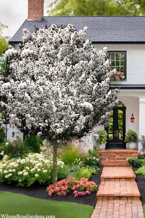 Thunderstruck White Lightning Crape Myrtle Tree (Single Trunk) - 7 Gallon Pot