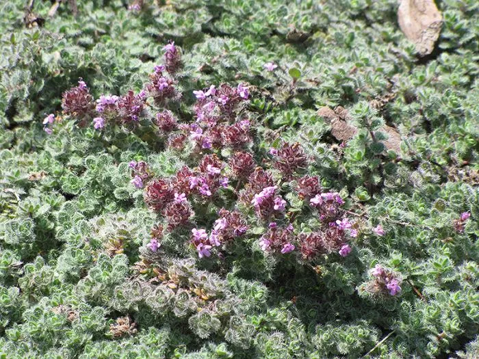 Thyme - Wooly Creeping