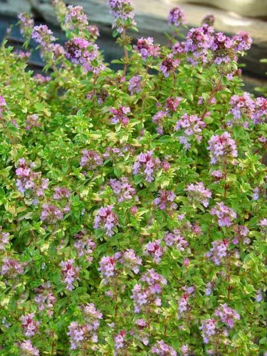 Thymus d. 'Doone Valley' (10)ct Flat