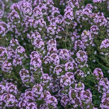 Thymus Doone Valley