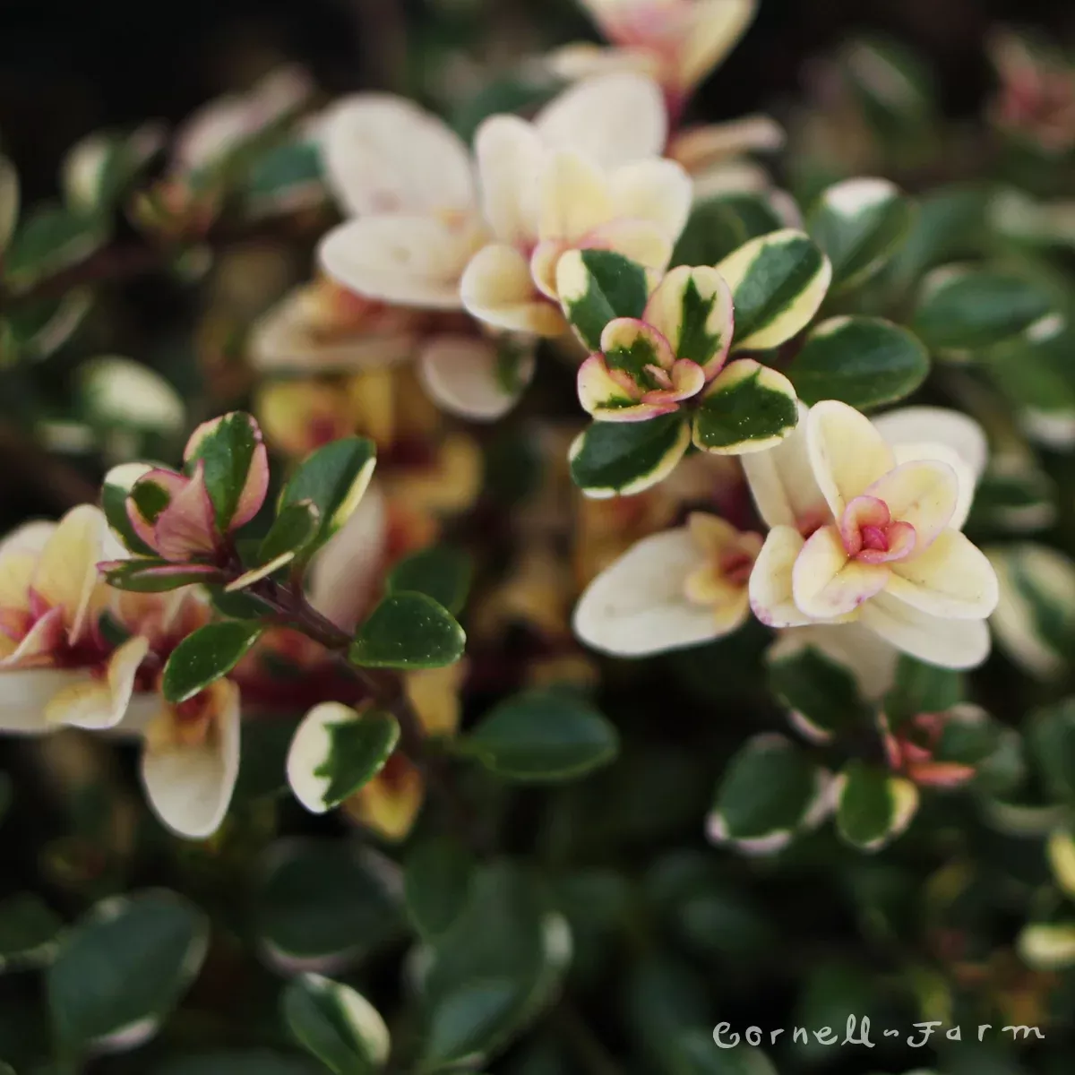 Thymus Foxley 4in Thyme