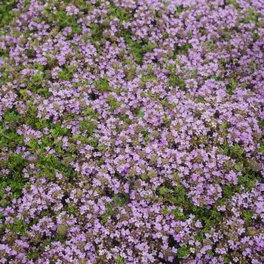 Thymus p. Purple Carpet