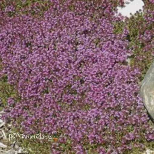 Thymus 'Pink Creeping Thyme' - One Quart Pot
